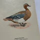 Botanical Plate Engraving of Birds, Naturalist, 19th Century, Double-sided A