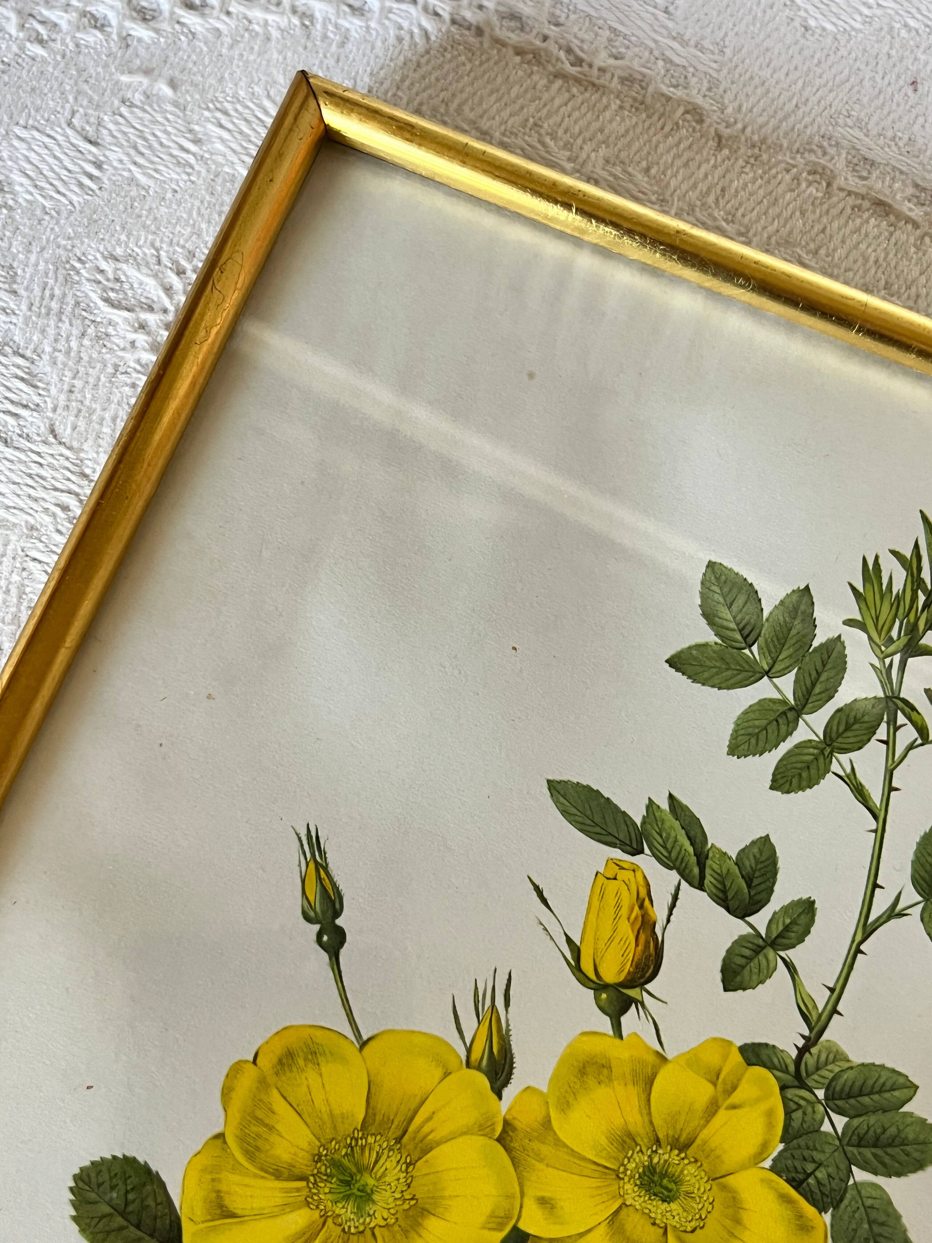 Botanical illustration PJ Redouté