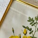 Botanical illustration PJ Redouté