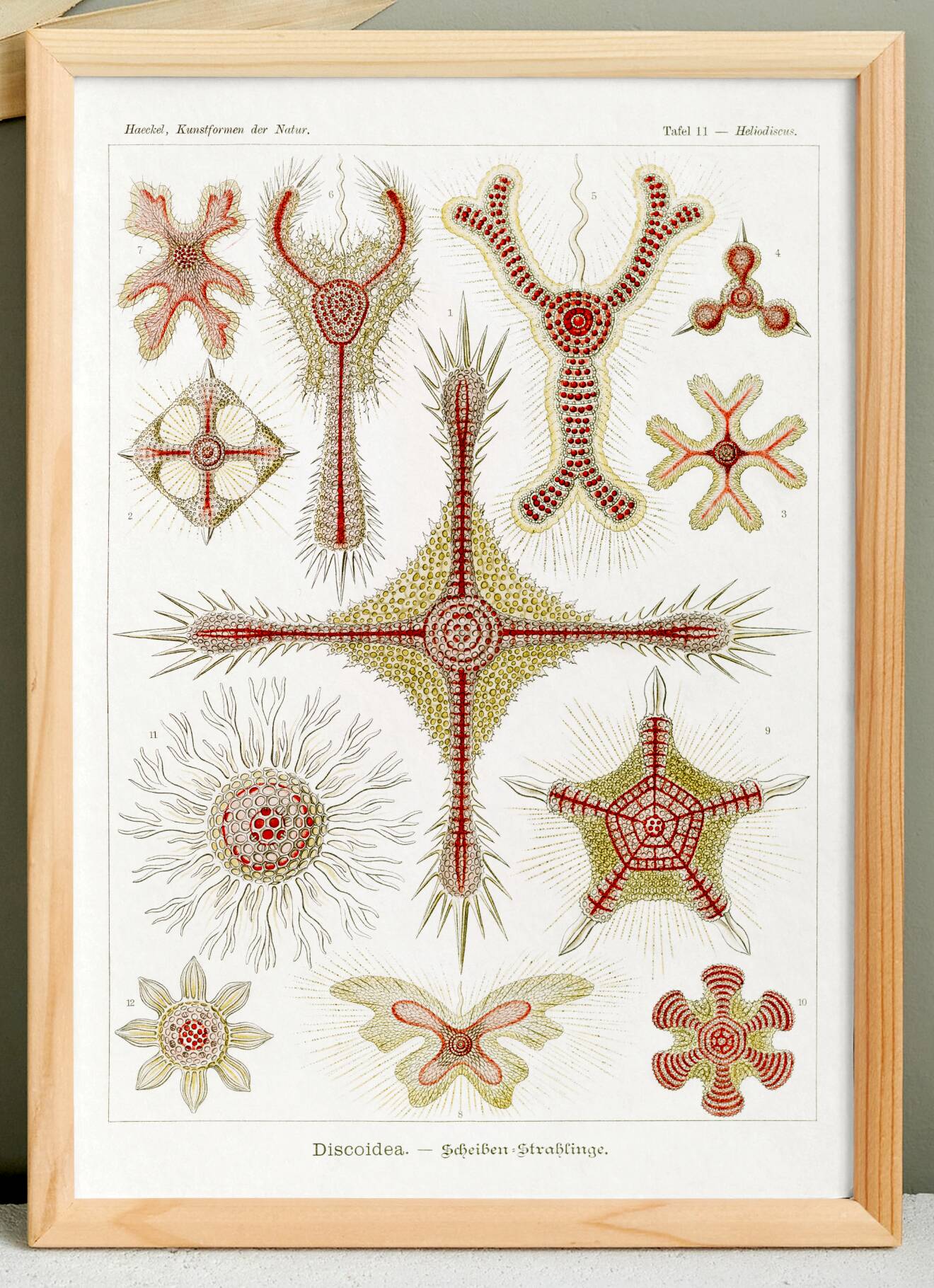 Poster about microscopic marine organisms, based on a lithograph