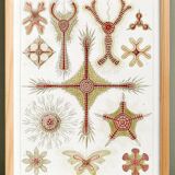 Poster about microscopic marine organisms, based on a lithograph