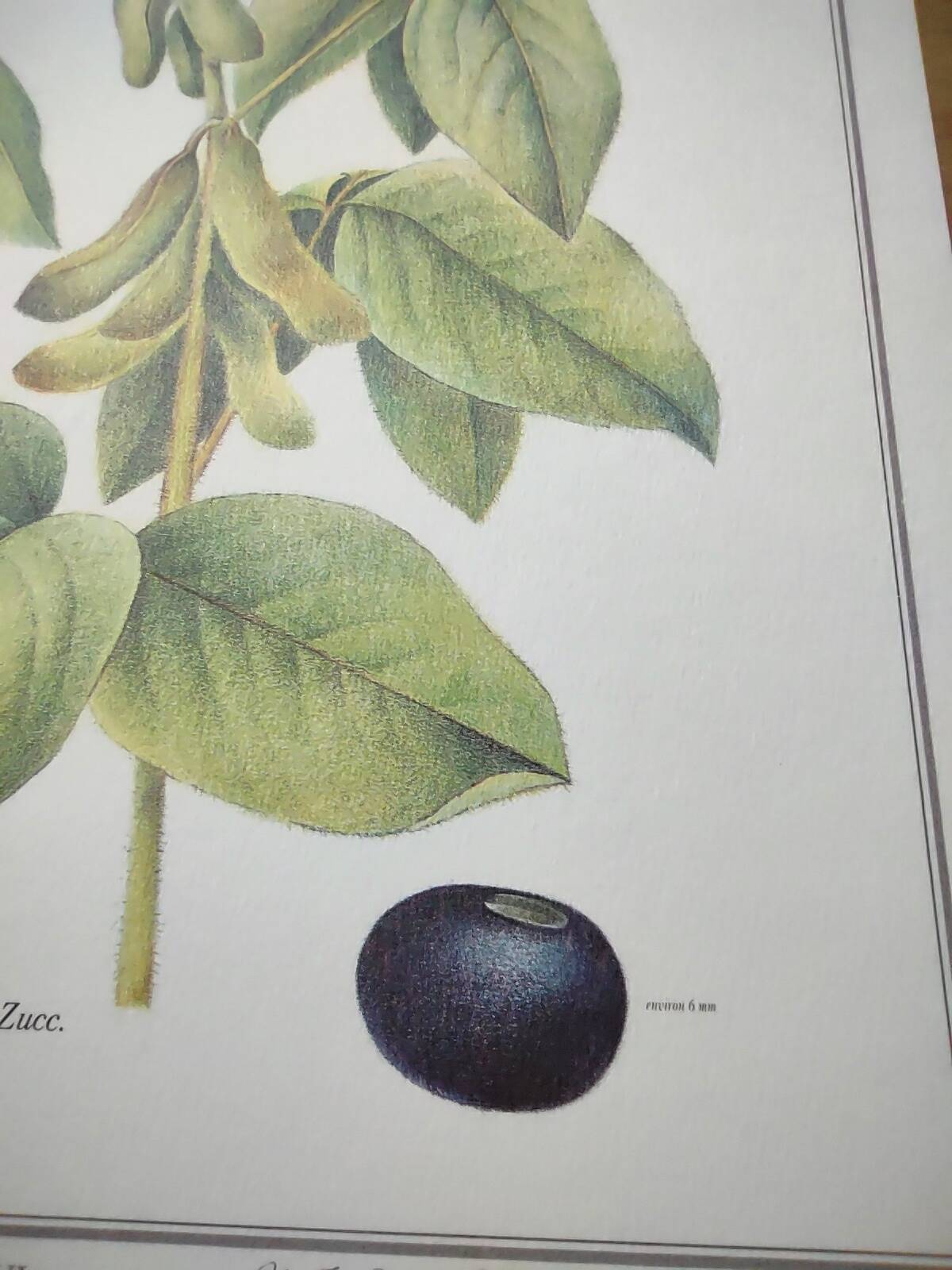 Botanical illustration -Soybean- Engraving of medicinal plants and flowers. Pastels by C. Michaut