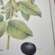 Botanical illustration -Soybean- Engraving of medicinal plants and flowers. Pastels by C. Michaut