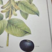 Botanical illustration -Soybean- Engraving of medicinal plants and flowers. Pastels by C. Michaut
