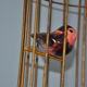Lustre suspension cage à oiseaux vintage