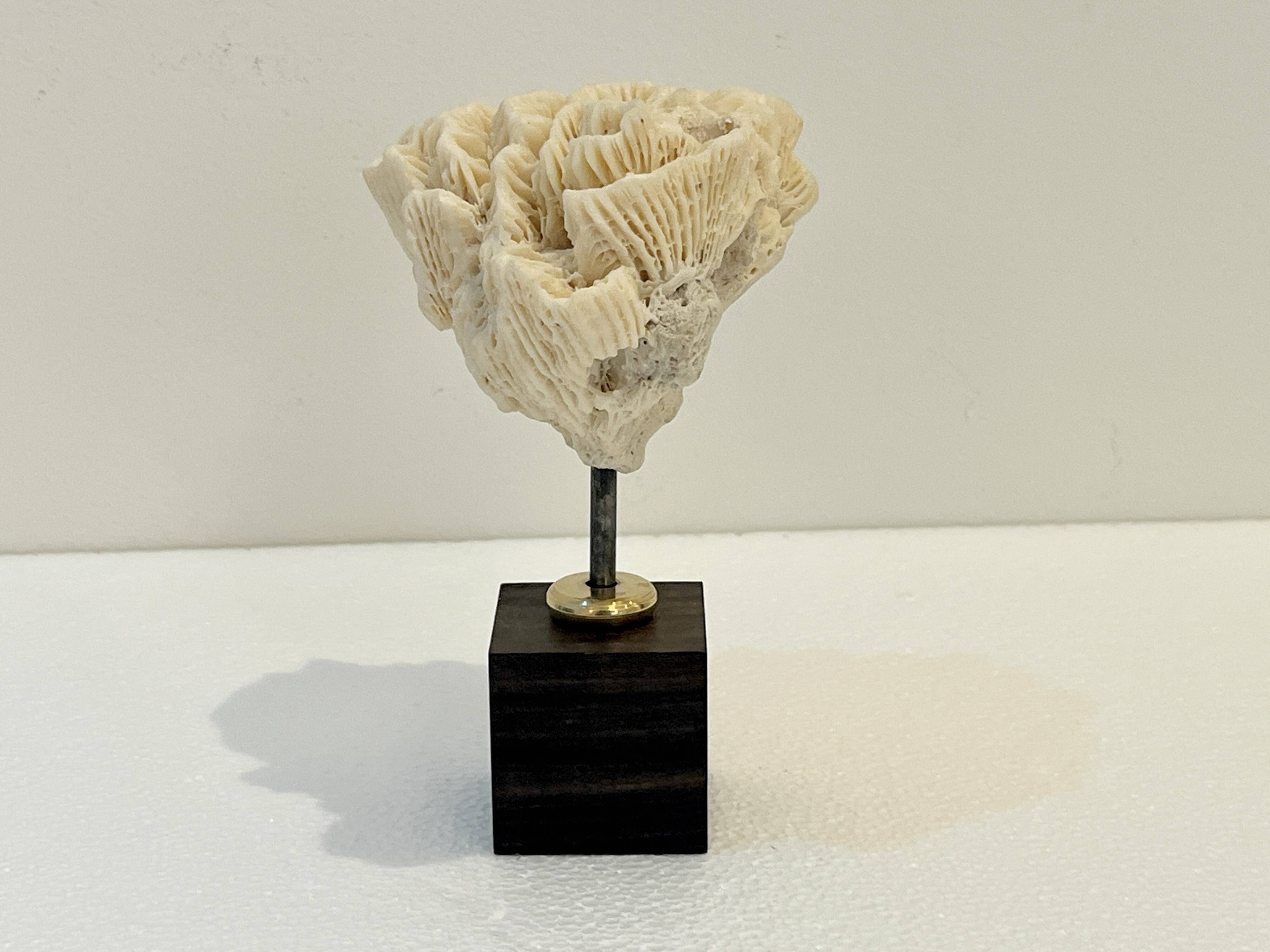 Antique natural white fossil coral on wooden base cabinet of curiosities