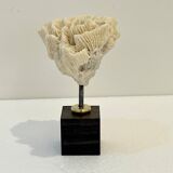 Antique natural white fossil coral on wooden base cabinet of curiosities