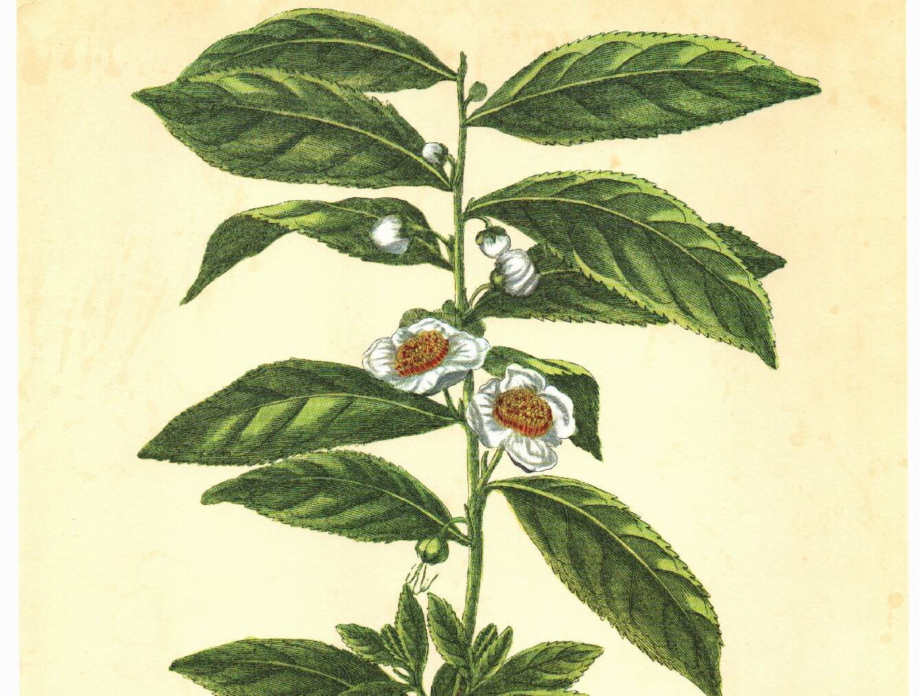 Old illustration 1959 - Tea plant. Vintage botanical herbarium illustration.