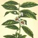 Illustration ancienne 1959 - Théier. Illustration herbier vintage botanique