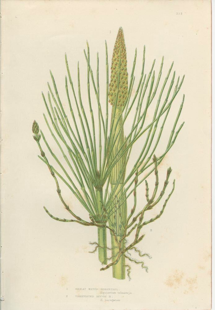 2 Botanical Illustrations of Horsetail Plants