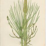 2 Botanical Illustrations of Horsetail Plants