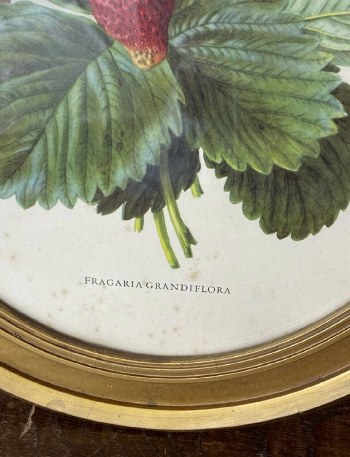 Framed botanical print of Fragaria Grandiflora