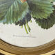 Framed botanical print of Fragaria Grandiflora