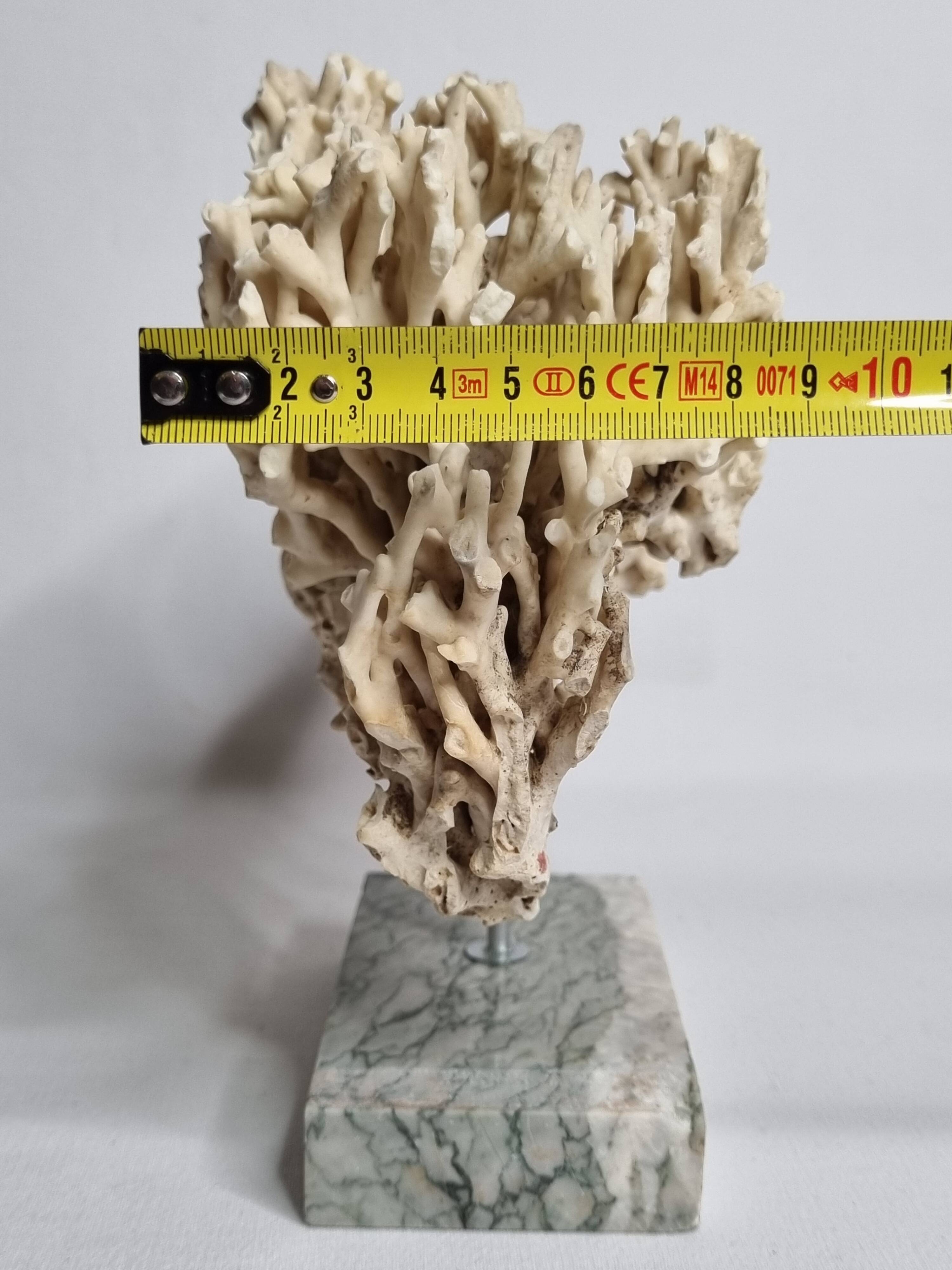 Antique White Coral on Grey Marble Base, 21 cm