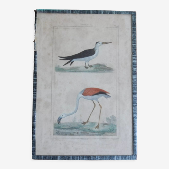 Planche ornithologique originale flamant