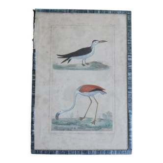 Original flamingo ornithological board