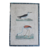 Original flamingo ornithological board