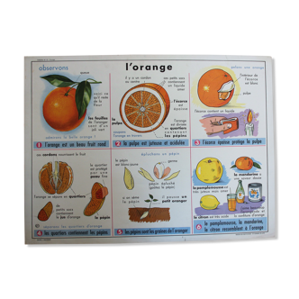 Affiche scolaire vintage l'orange et le verre recto verso