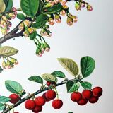Cotton botanical board