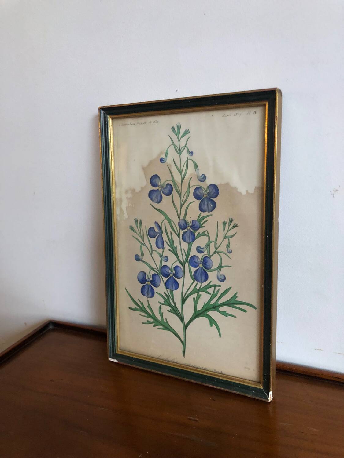 Botanical vintage illustration