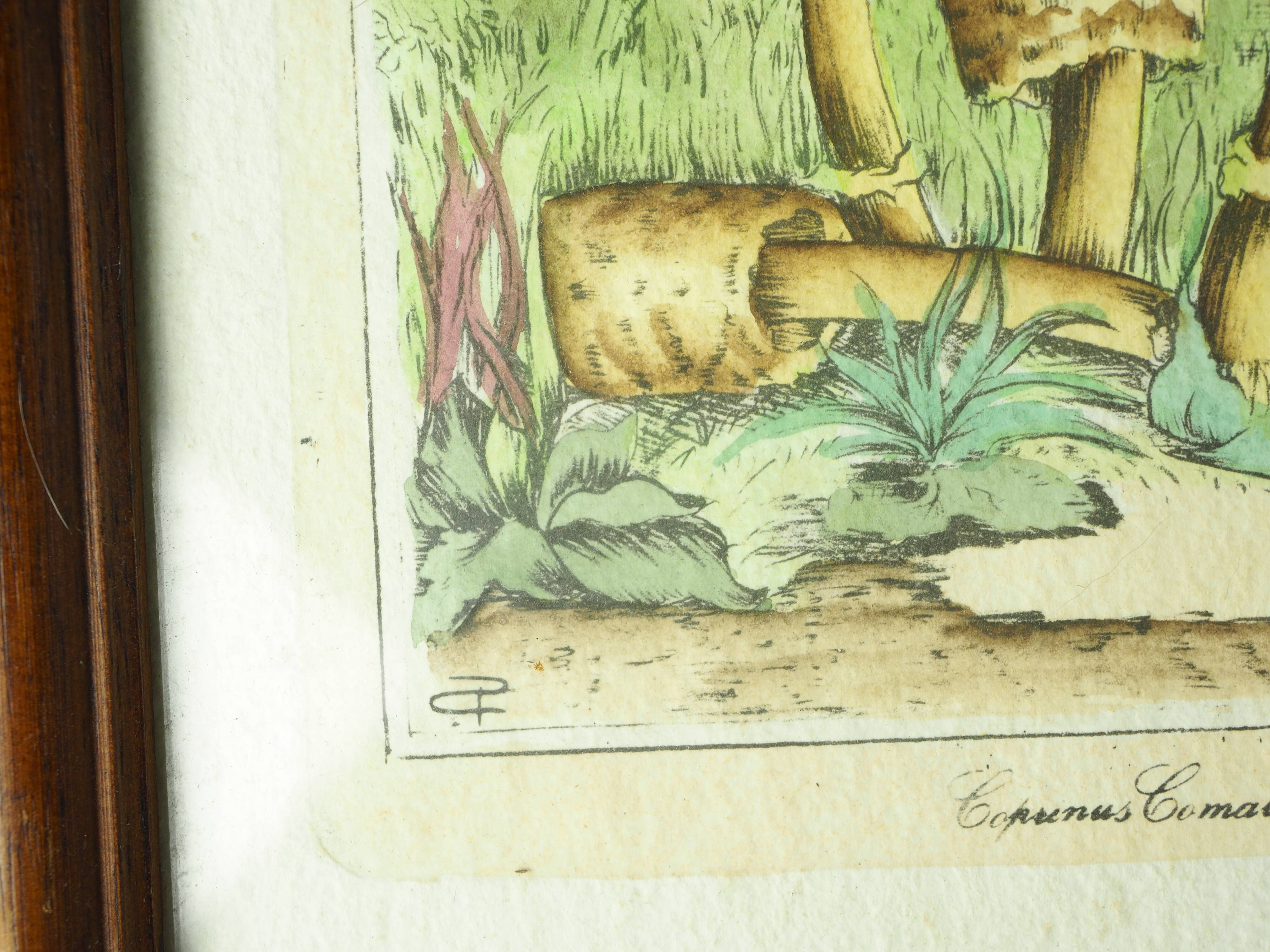 Pair of colorized mycological lithographs - Coprinus comatus, Psalliotta arvensis - 70s