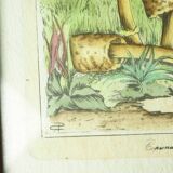 Pair of colorized mycological lithographs - Coprinus comatus, Psalliotta arvensis - 70s