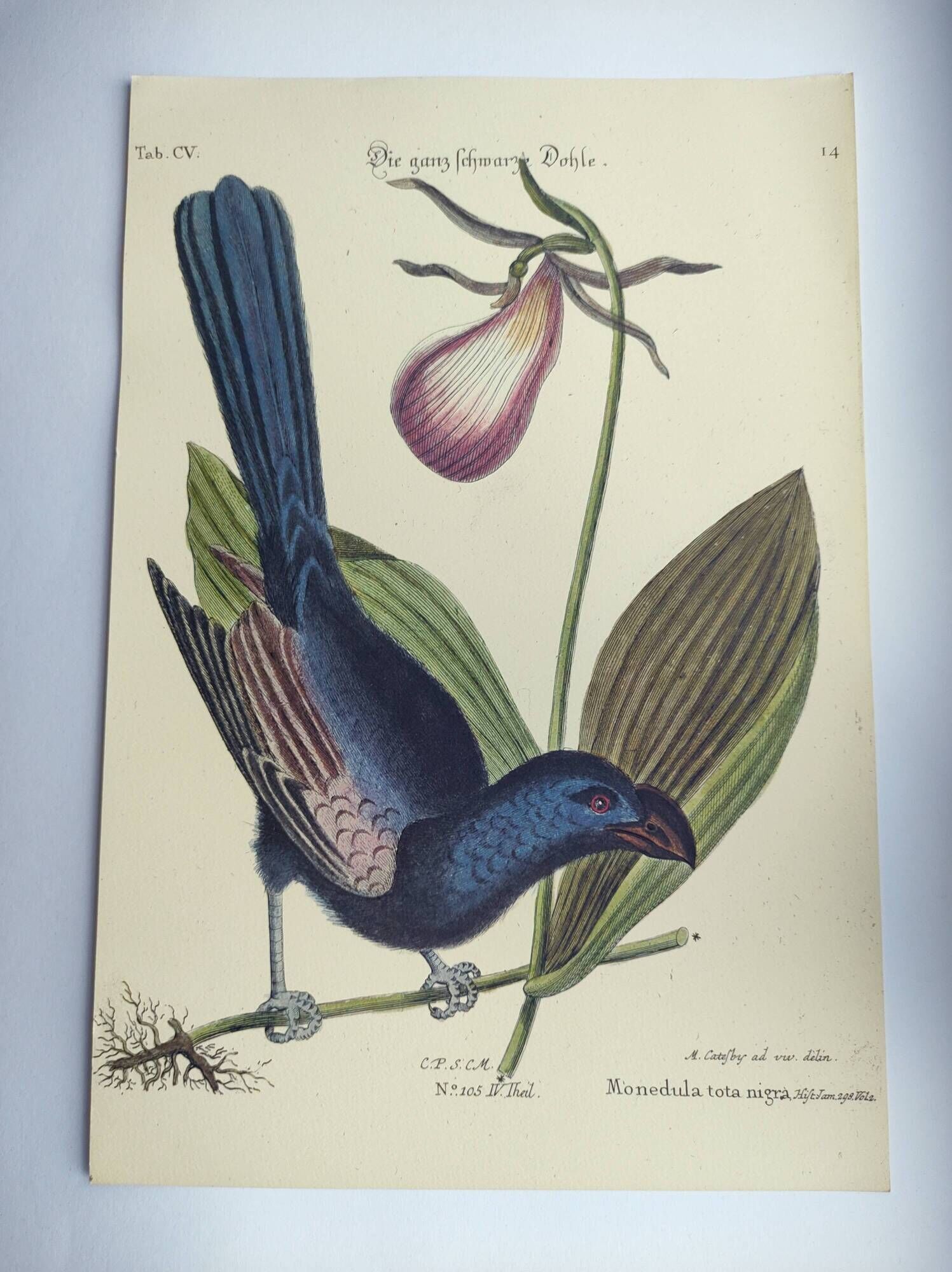 Old bird engraving -Monedula Nigra- zoological illustration by Seligmann & Catesby