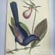Old bird engraving -Monedula Nigra- zoological illustration by Seligmann & Catesby