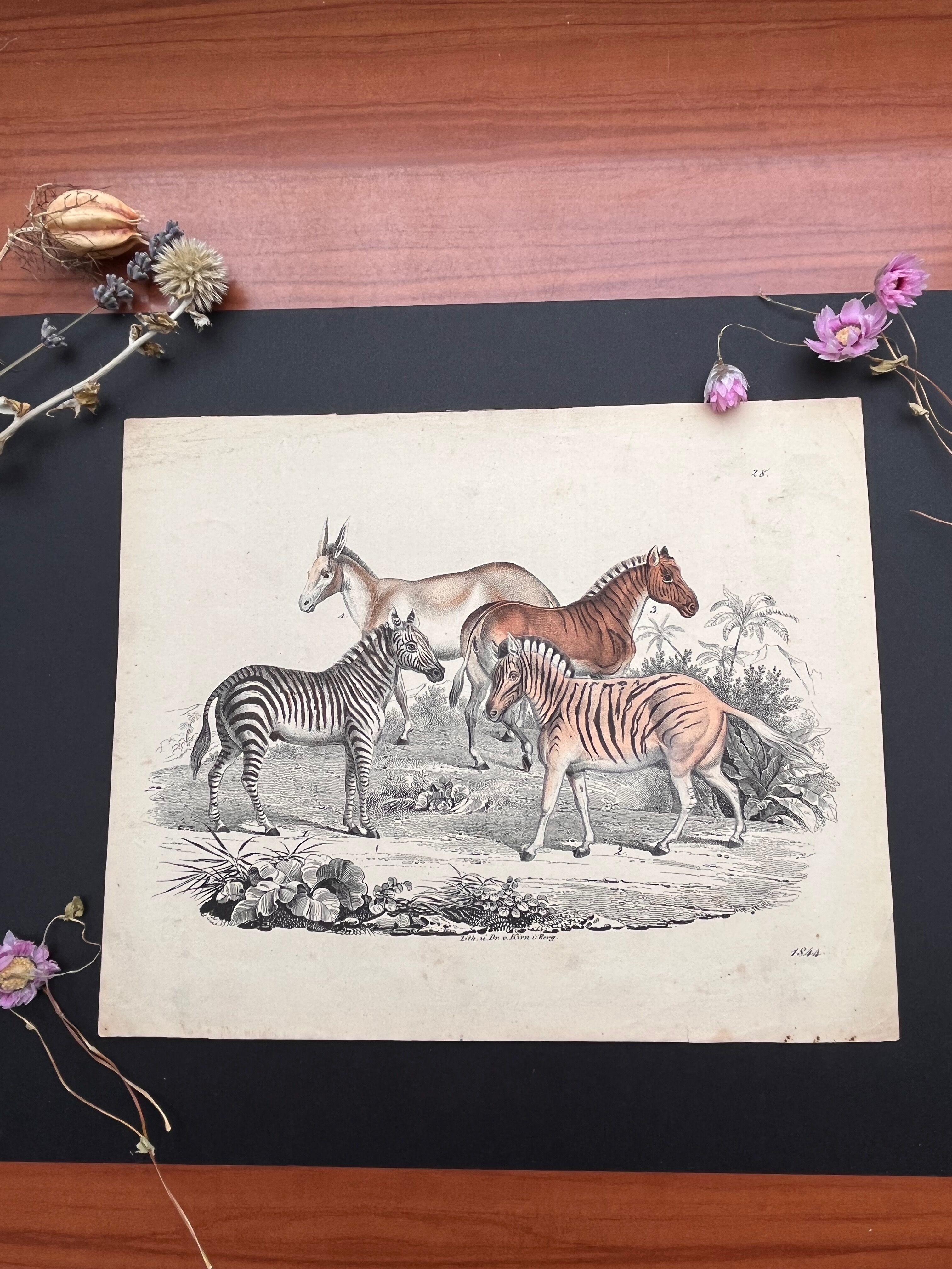 Poster (lithograph) zebras