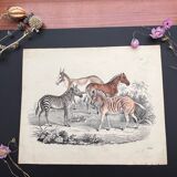 Poster (lithograph) zebras