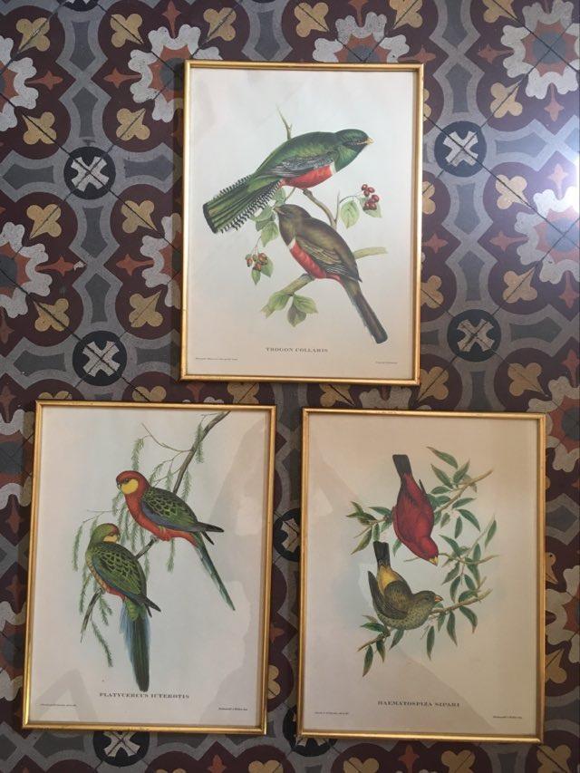 Ornithological board "Trogon collaris" J-E Gould