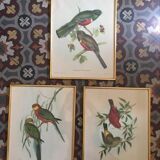 Ornithological board "Trogon collaris" J-E Gould