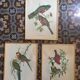 Ornithological board "Trogon collaris" J-E Gould