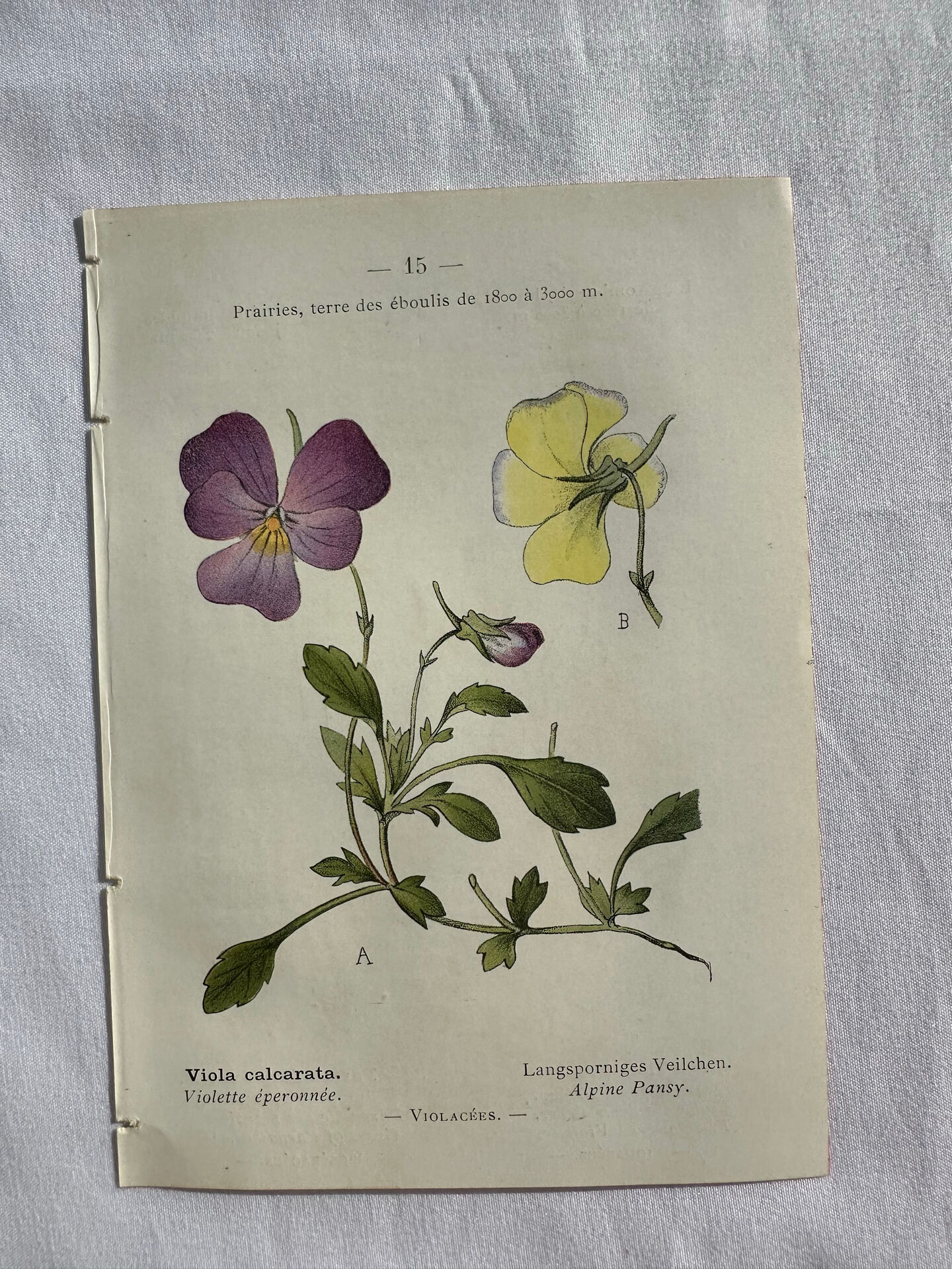 Naturalist Plate – 19th Century Botanical Engraving, Double-Sided