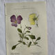 Naturalist Plate – 19th Century Botanical Engraving, Double-Sided
