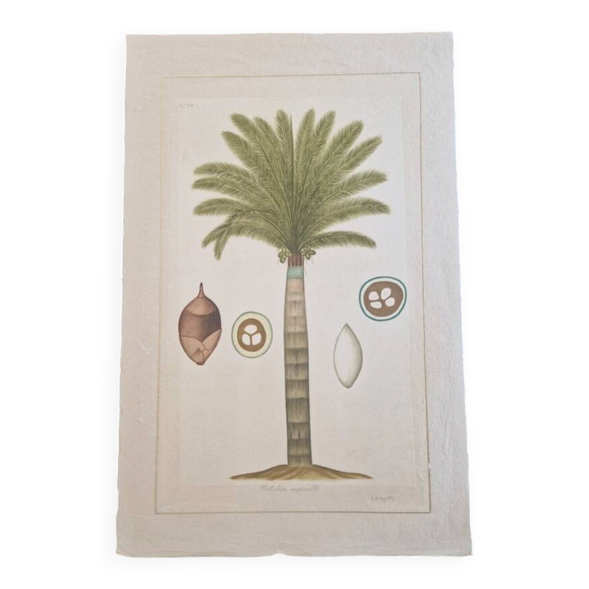 La Roche Laffitte (Born in 1943) - Watercolour drawing on silk - Palm tree