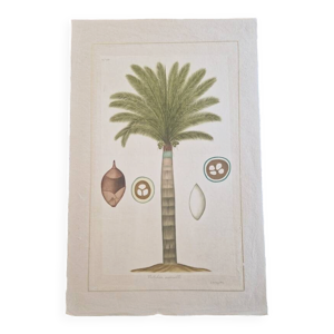 Dessin à l'aquarelle - palmier