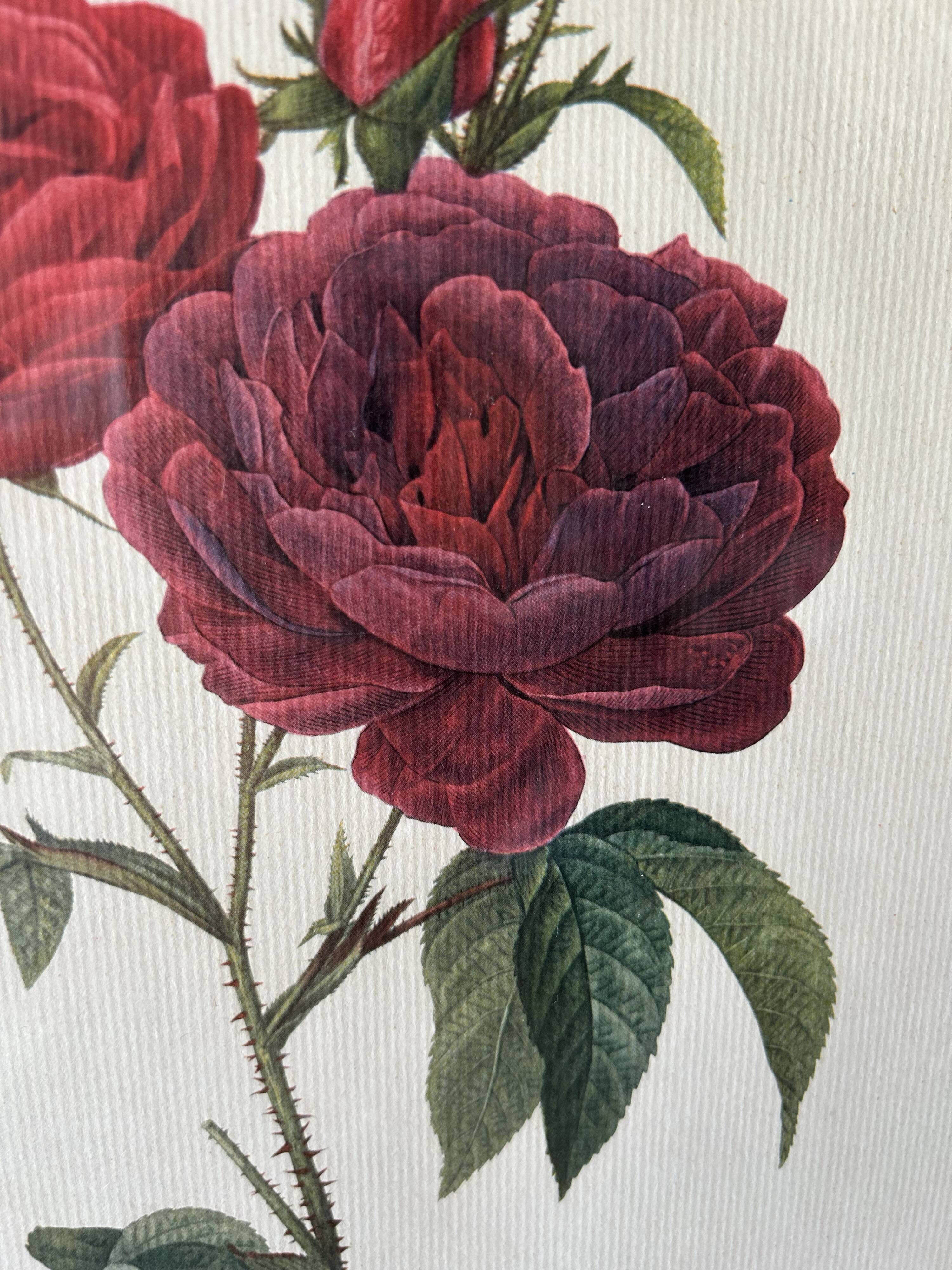 Paire de gravures Redouté