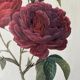 Paire de gravures Redouté