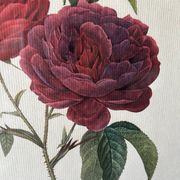 Paire de gravures Redouté