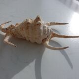 Shellfish Lambis or Strombes