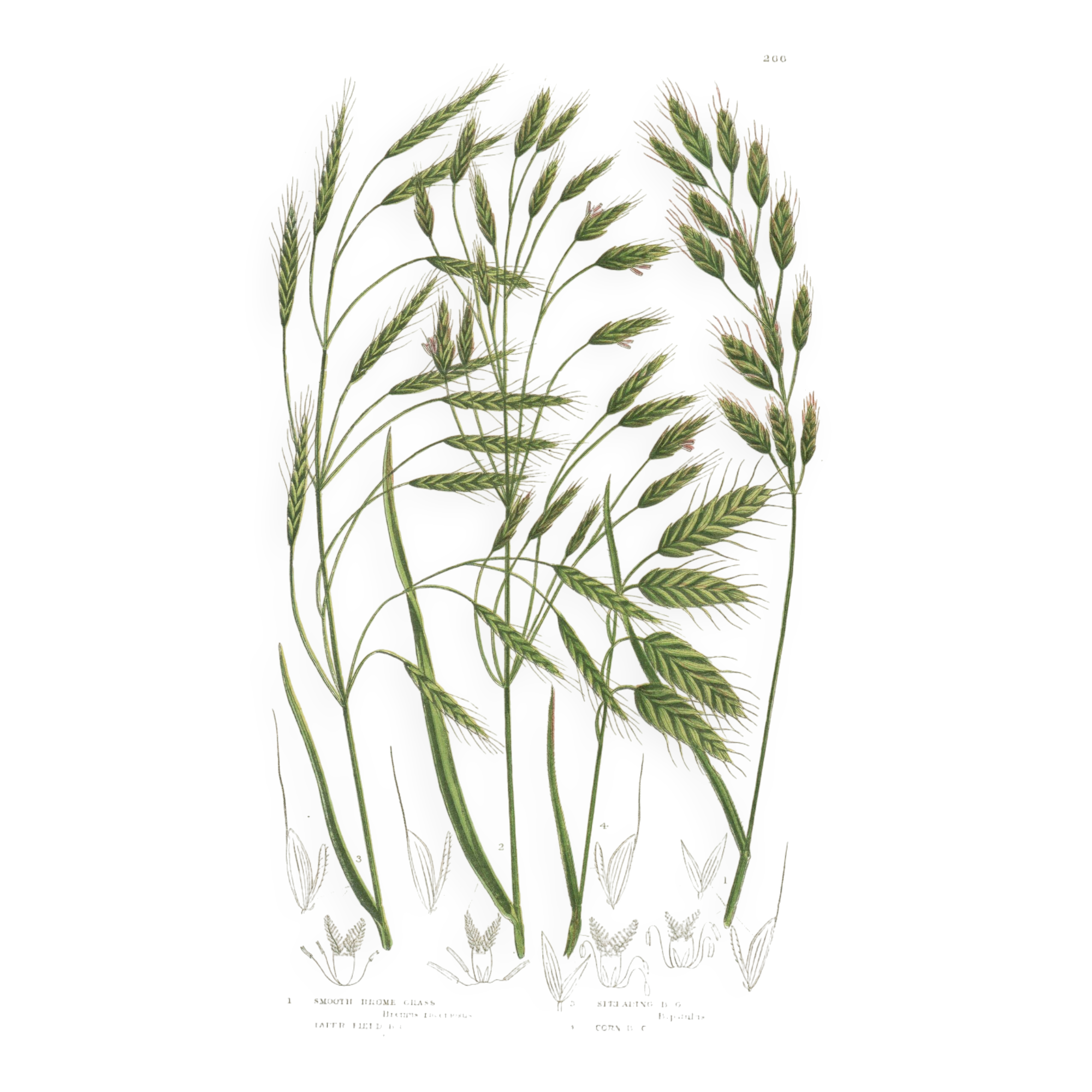 Engraving from 1889 - Wild Grasses - Antique botanical lithograph