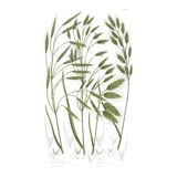 Engraving from 1889 - Wild Grasses - Antique botanical lithograph