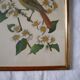 Cadre oiseaux Freund