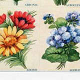 Poster featuring abronia, rose everlasting, adonis, and ageratum