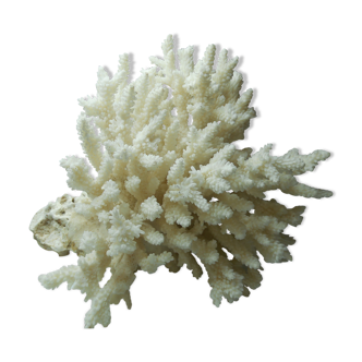 Ancient natural white coral