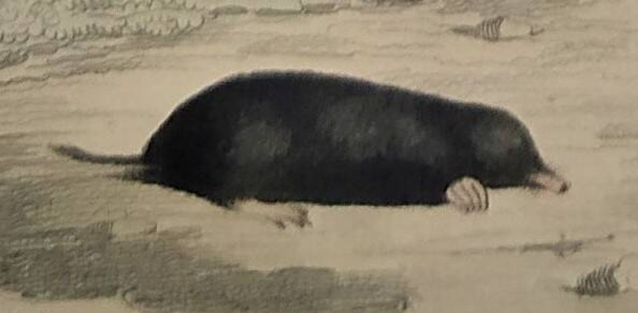 Original Zoological Plate "Guinea Pig, Mole,... - Buffon 1836