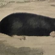 Original Zoological Plate "Guinea Pig, Mole,... - Buffon 1836