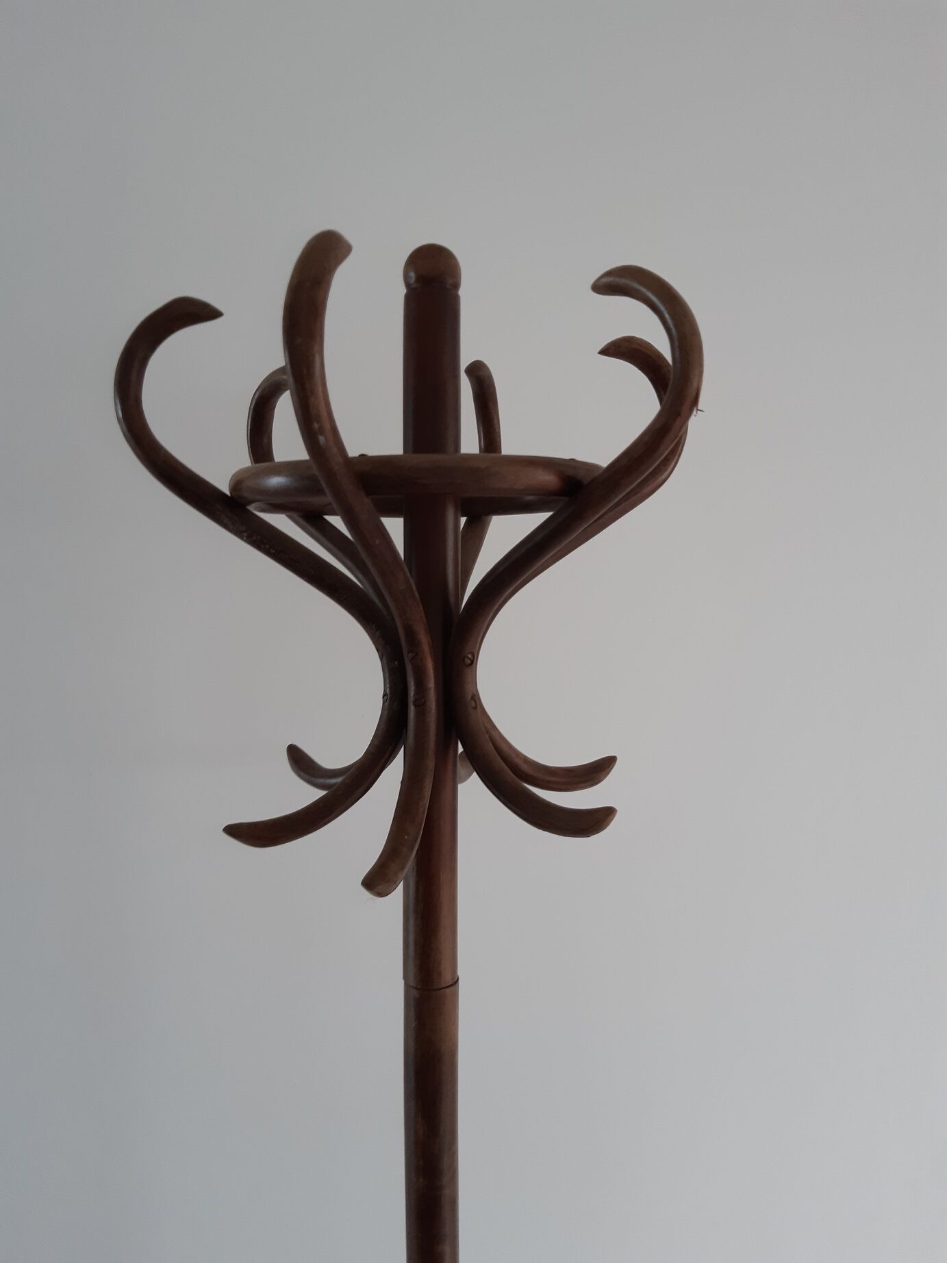 Old parrot coat rack