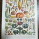 Lithographs on vegetables fruits and eggs
